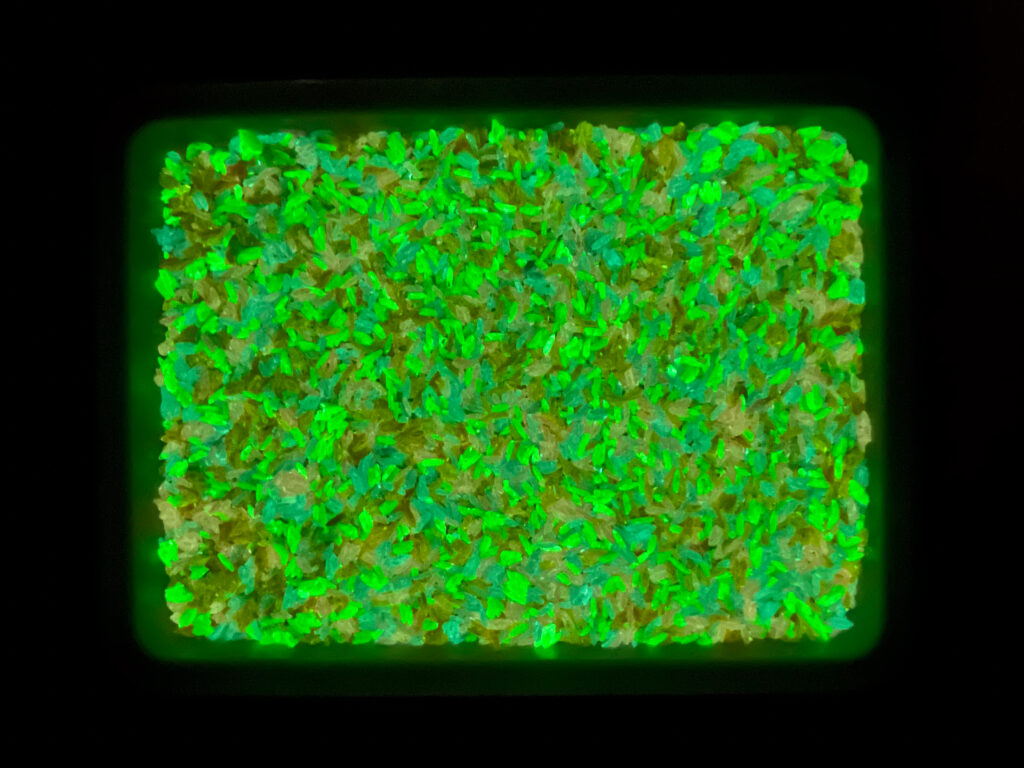 IMG_7547 - Cultivating Brilliant Minds glow in the dark rice