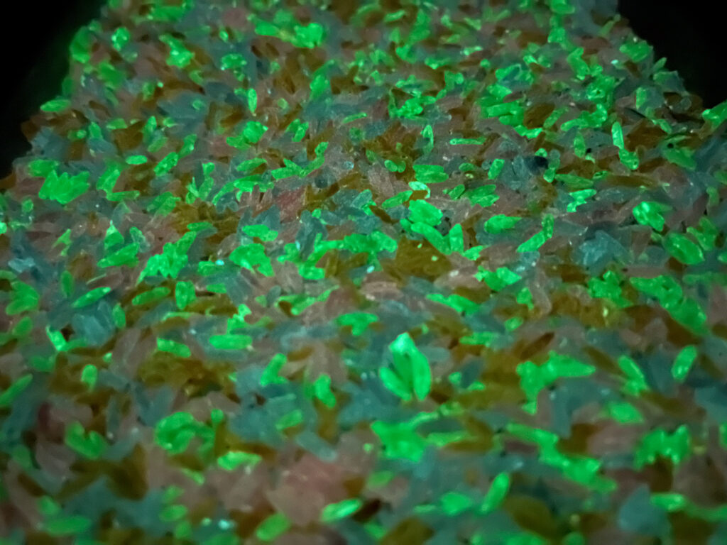 IMG_7551 - Cultivating Brilliant Minds glow in the dark rice