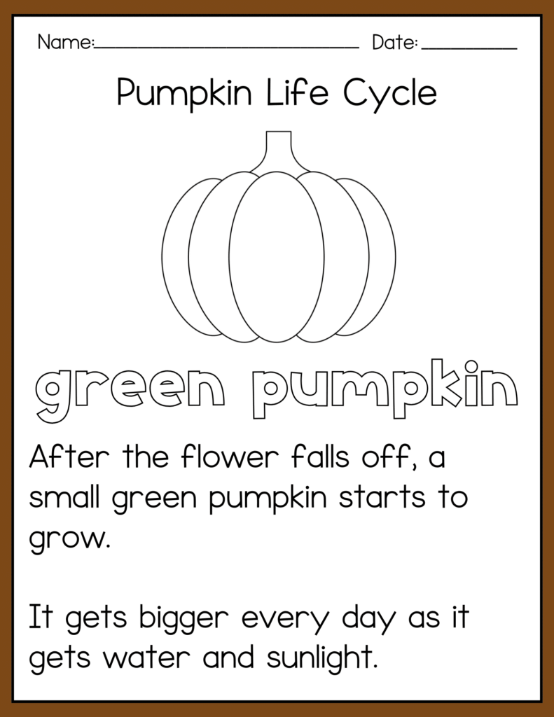Pumpkin Life Cycle Activities - Cultivating Brilliant Minds pumpkin life cycle green pumpkin definition