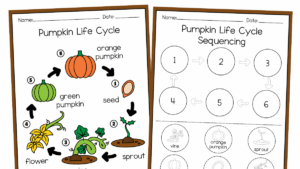 Pumpkin Life cycle worksheets