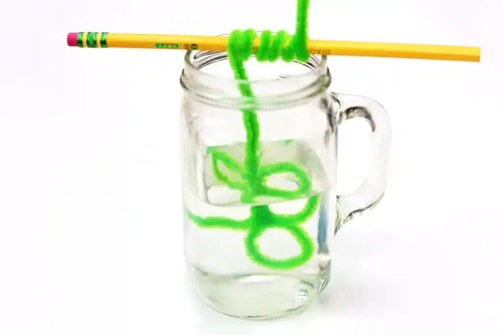Salt Crystal Shamrock Science Experiment - Cultivating Brilliant Minds green pipe cleaner shaped like a shamrock wrapped around a pencil and placed in a glass of salt water