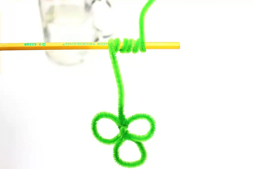 Salt Crystal Shamrock Science Experiment - Cultivating Brilliant Minds a green pipe cleaner shaped into a clover and wrapped around a pencil