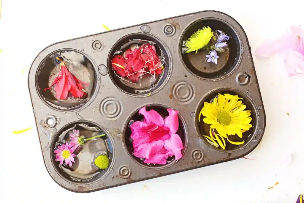 Frozen Flowers Sensory Activity - Cultivating Brilliant Minds a muffin fin with flowers and water in each cup
