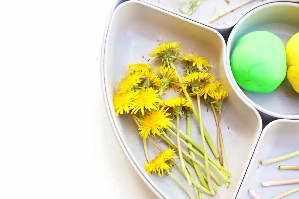 Dandelion Playdough Tray - Cultivating Brilliant Minds dandelions in a tray