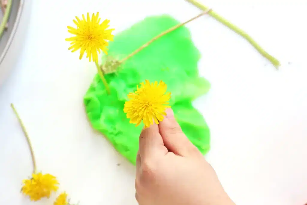 Dandelion Playdough Tray - Cultivating Brilliant Minds a kid putting dandelions in green playdough