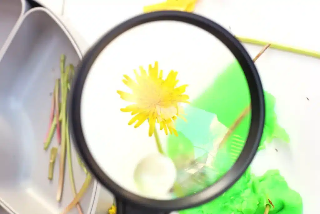 Dandelion Playdough Tray - Cultivating Brilliant Minds a kid using a magnifying glass to look at a dandelion