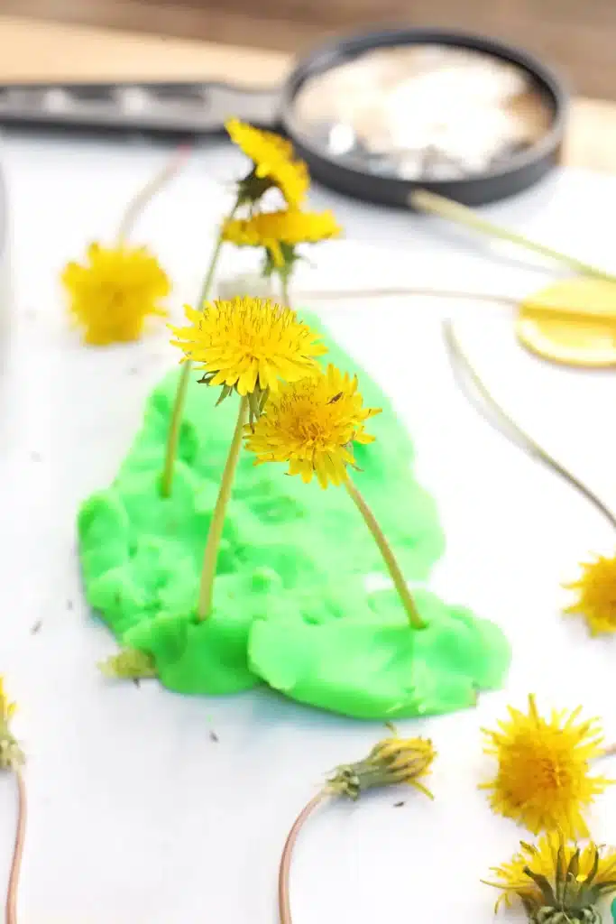 Dandelion Playdough Tray - Cultivating Brilliant Minds dandelions in green playdough