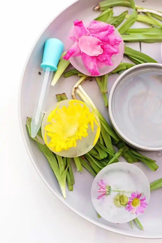 Frozen Flowers Sensory Activity - Cultivating Brilliant Minds a spring sensory activity that uses frozen flowers and water