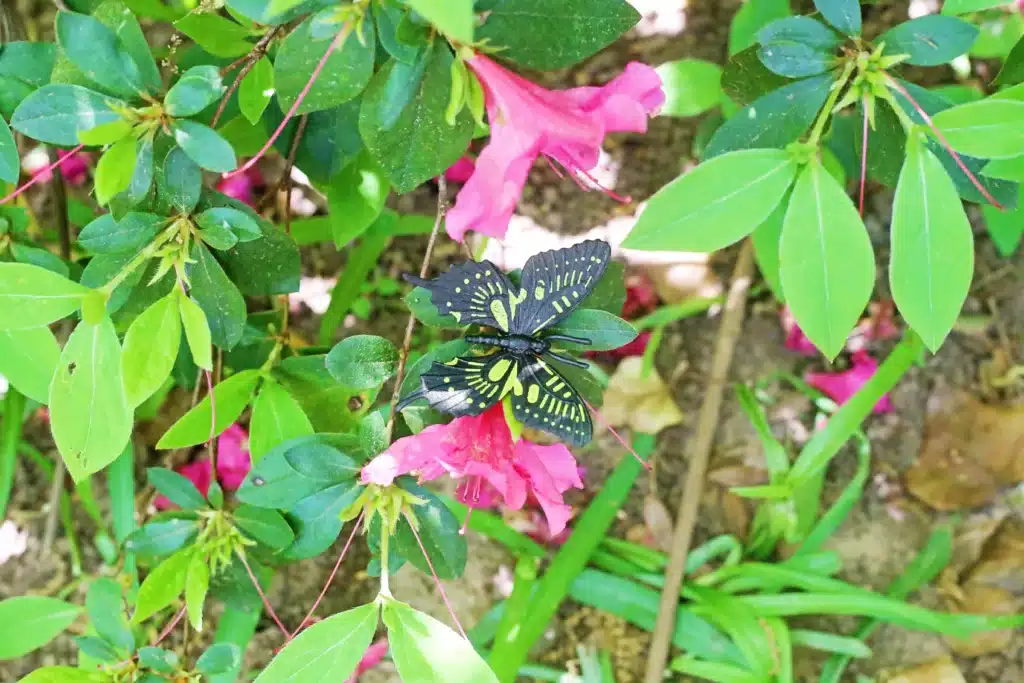 Backyard Butterfly Hunt - Cultivating Brilliant Minds a fake butterfly on a plant