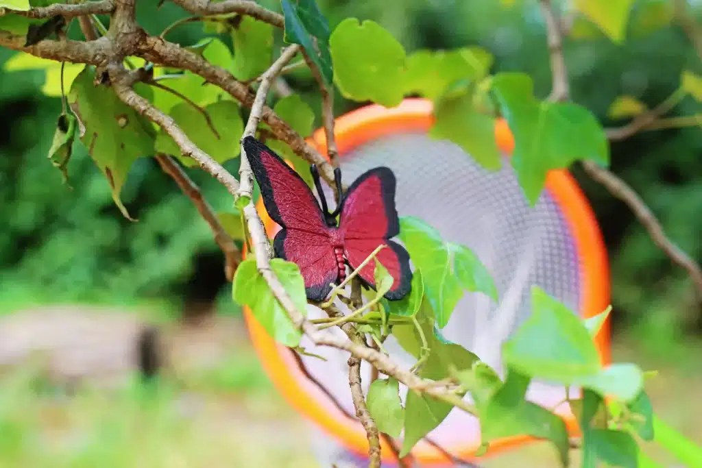 Backyard Butterfly Hunt - Cultivating Brilliant Minds a fake butterfly in a tree with a net behind it