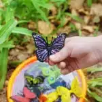 Backyard Butterfly Hunt - Cultivating Brilliant Minds a kid holding a fake butterfly