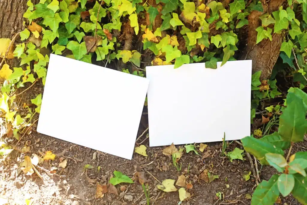 Water Balloon Splatter Art - Cultivating Brilliant Minds Two blank white canvases lying on dirt among green ivy leaves.