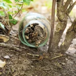 A glass jar lying on its side in dirt among leaves and twigs, containing pinecones and rolled paper pieces inside the mouth.