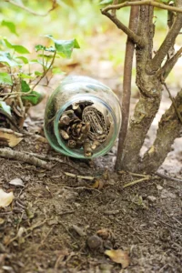 A glass jar lying on its side in dirt among leaves and twigs, containing pinecones and rolled paper pieces inside the mouth.