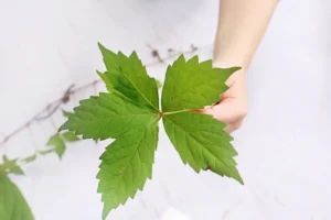 Hand holding a large green lobed leaf against a light background in a close-up. Considers the leaf's serrated edges and veins.