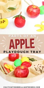 Round wooden tray with red/yellow playdough apples and utensils for an apple-themed playdough activity titled Parts of an Apple.