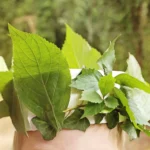 a leaf crown on top of a kids head
