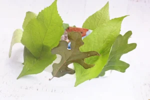 leaves glued onto a strip of paper and made into a crown
